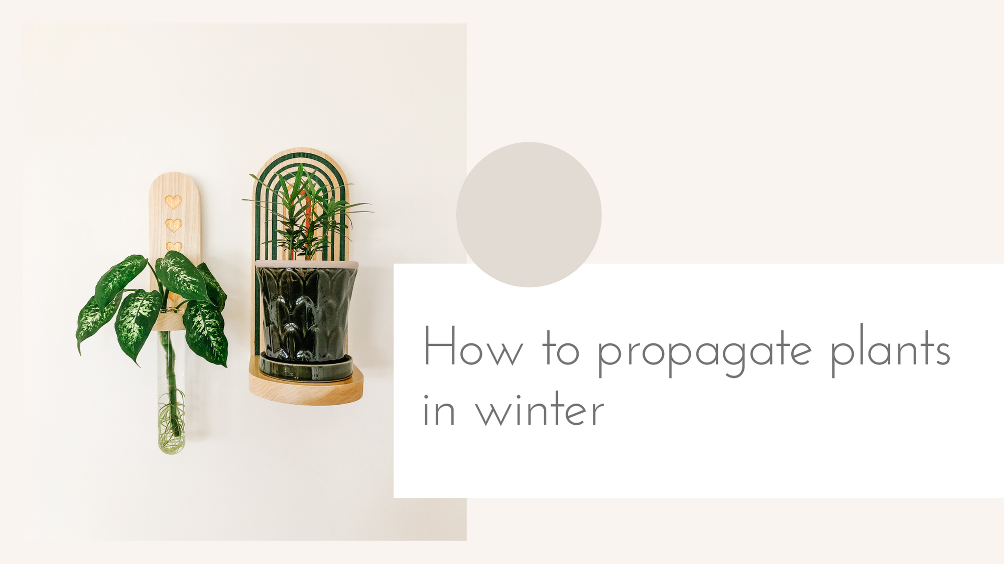 How to propagate plants in winter
