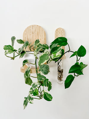 Propagation Little Shelf - Branches Natural
