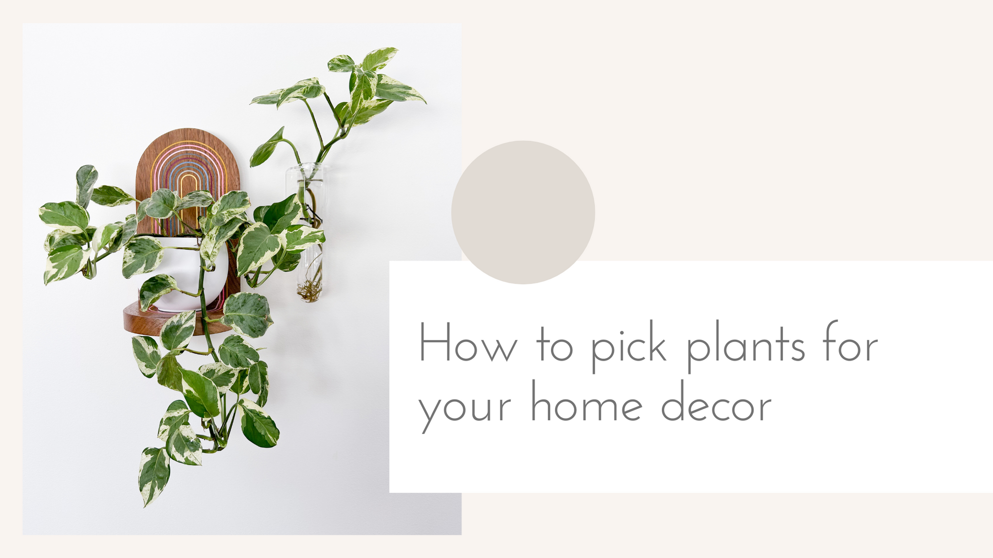 How to pick plants for your home decor